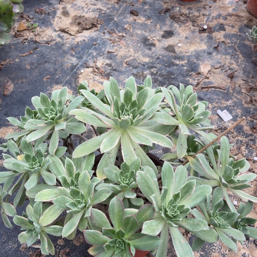 白锦锦多肉植物捧花5块钱
