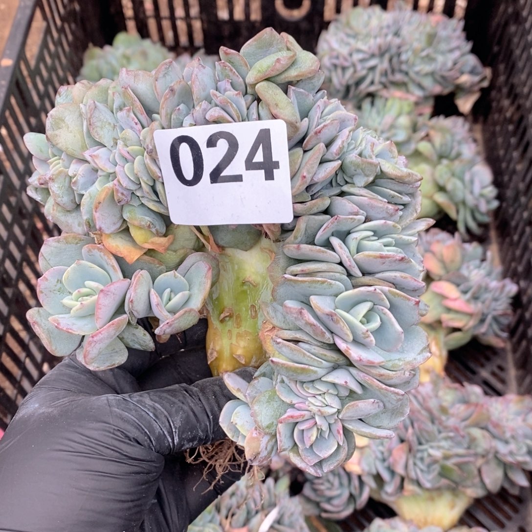 肉***ღ24 白凤缀哇哇呀哇瑕疵