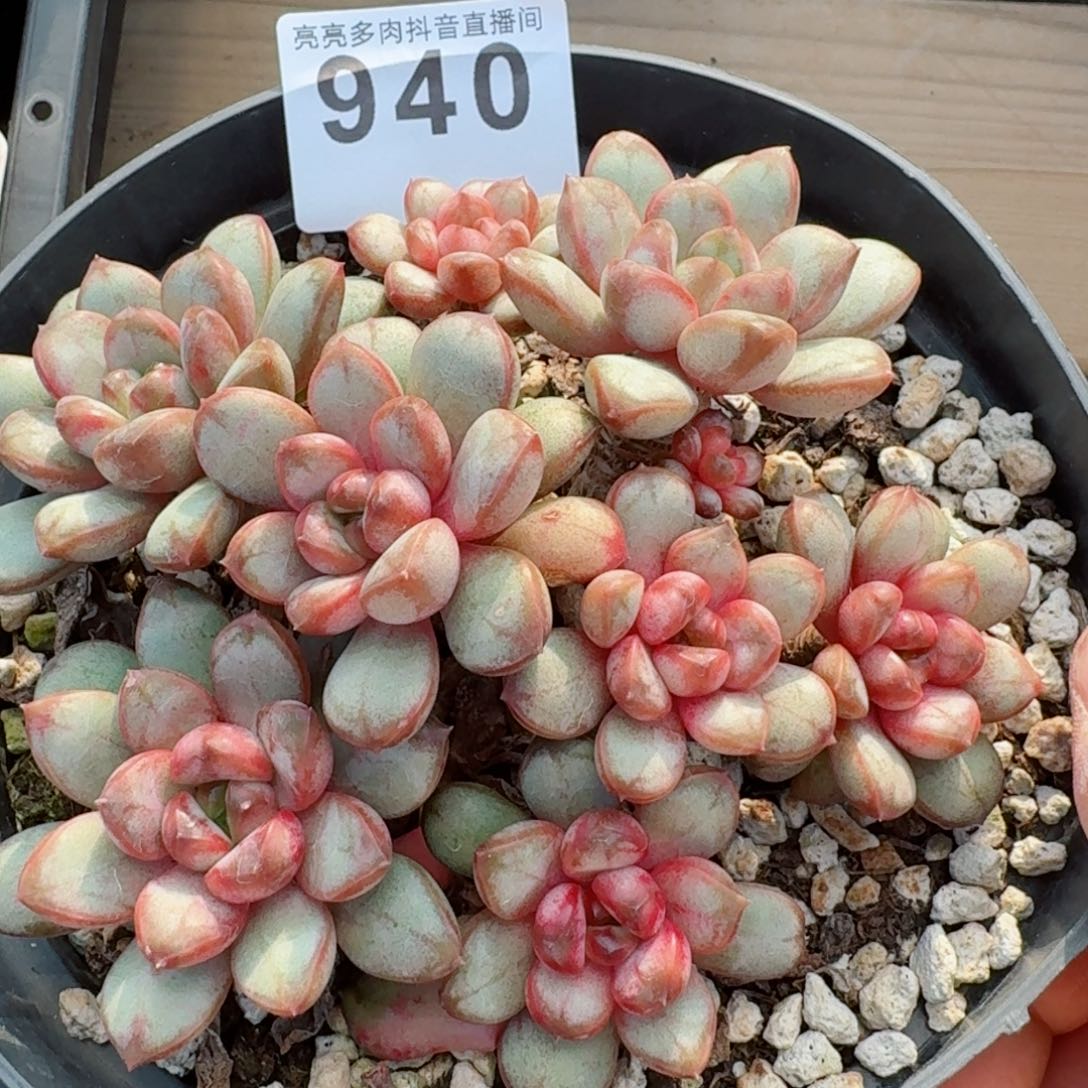 葡萄老桩         精品多肉