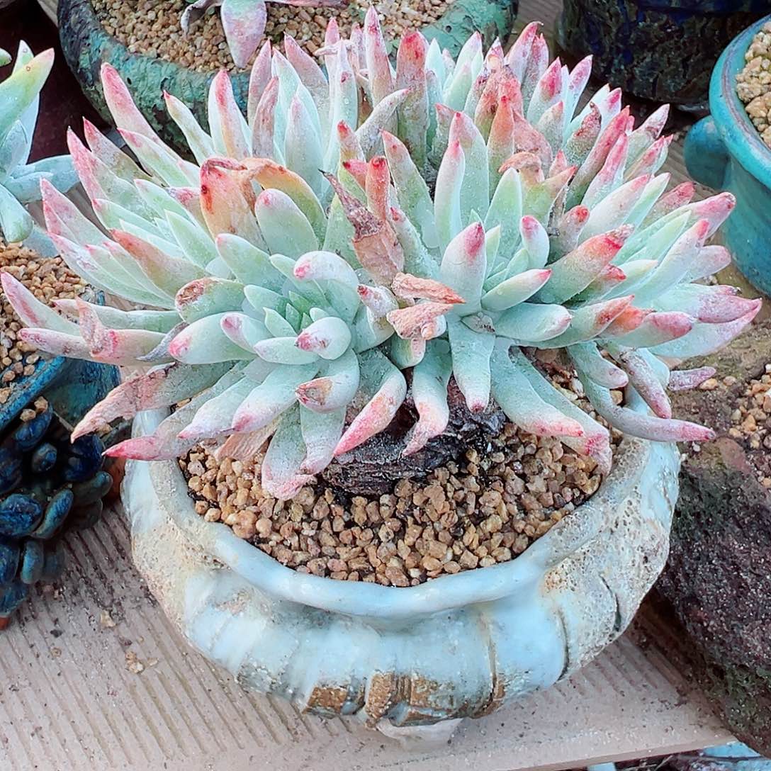 7992千寿姬仙女杯多肉