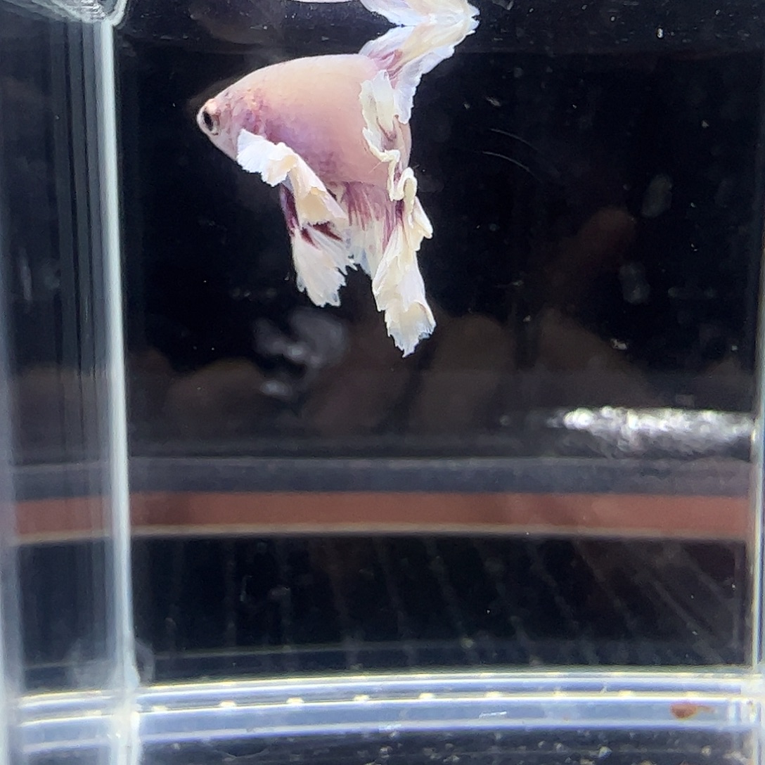 斗鱼编号2直播链接