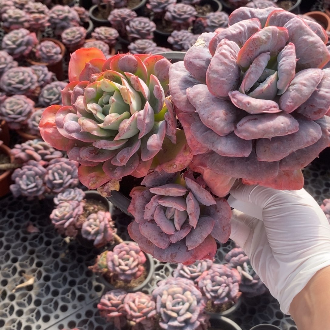 C***关5256心之悦一物一拍