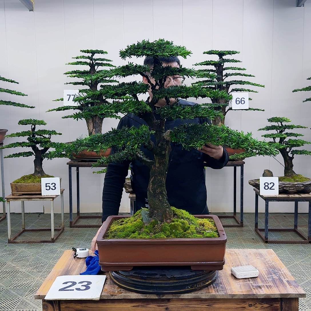 盆景米叶罗汉松盆景