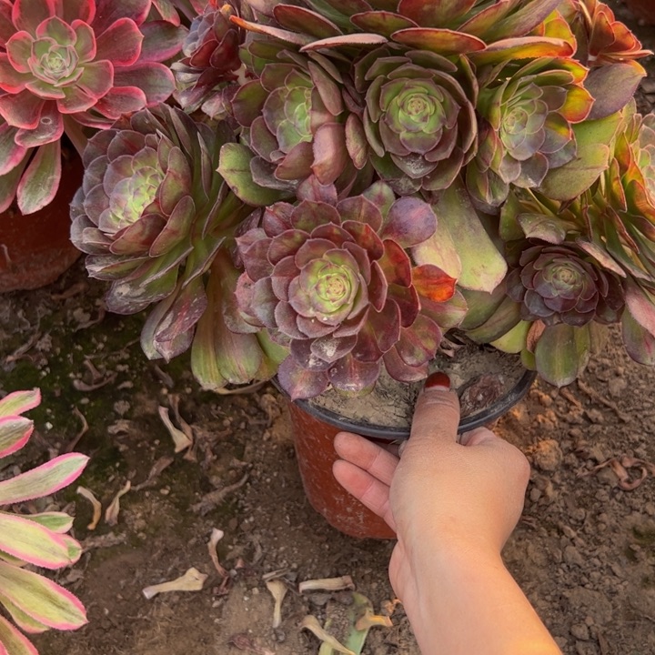 7723抹茶多肉植物