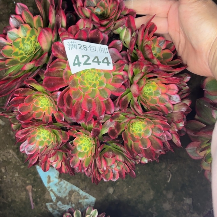 4244朝霞多肉植物