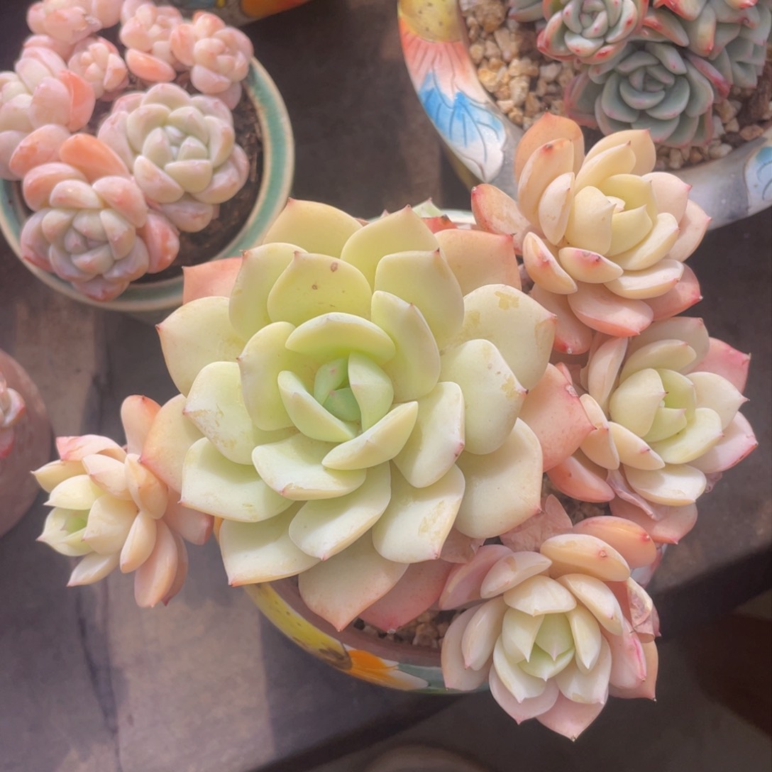 恋曲控养老桩（好好看）