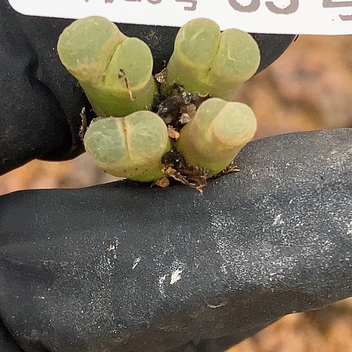 桃喜花园0123-35风铃福利