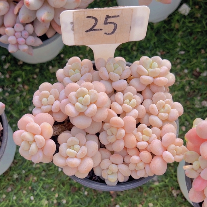 健健康康平平安安