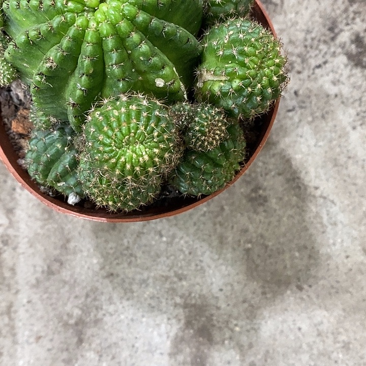 红黑心8公分左右367888