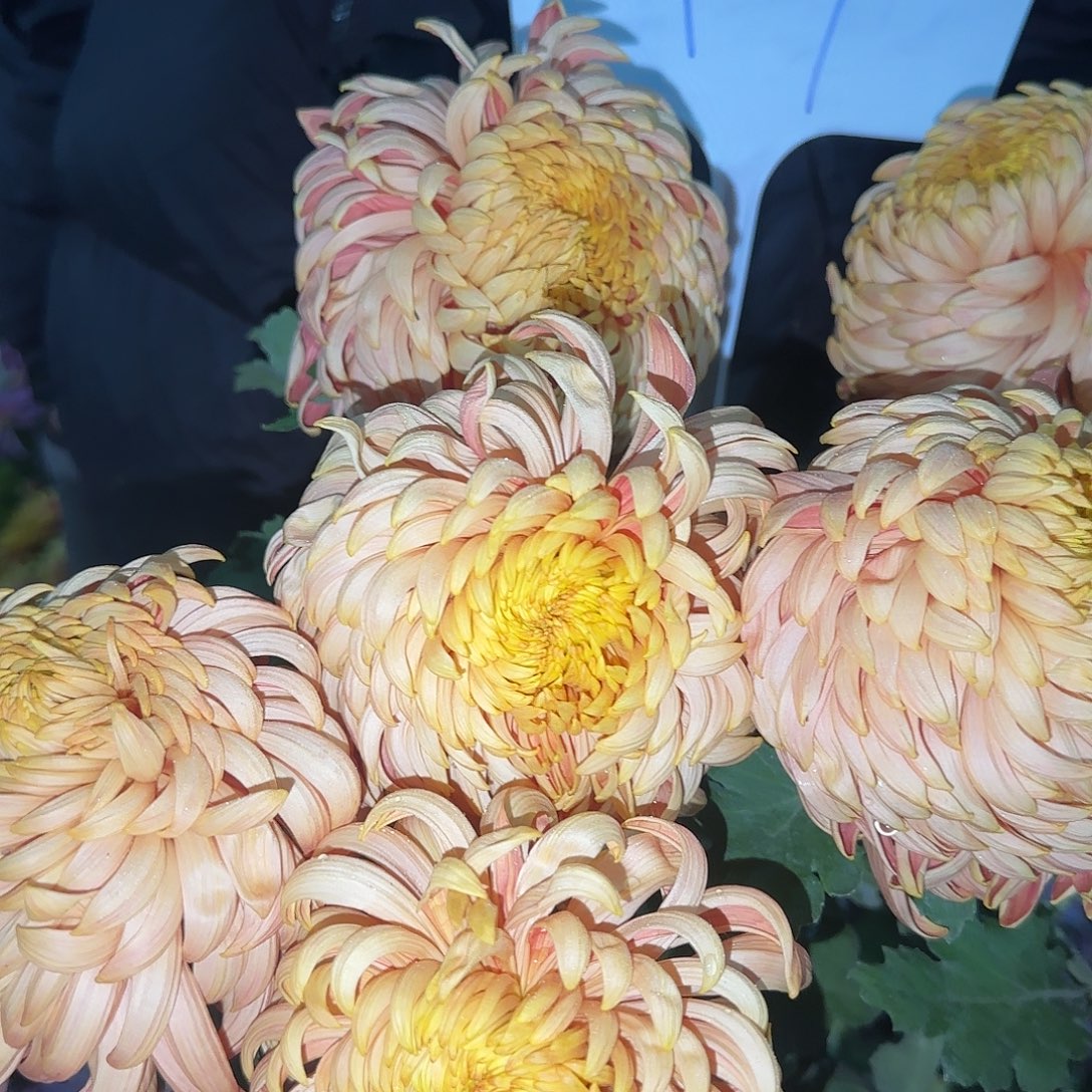 无花朵F9999999999