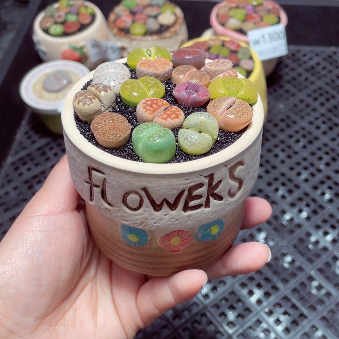 w1305 带盆土发货-零下地区拍保温箱