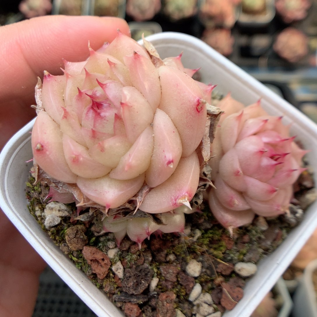 R127 ，20包邮两天凑单偏远不发货