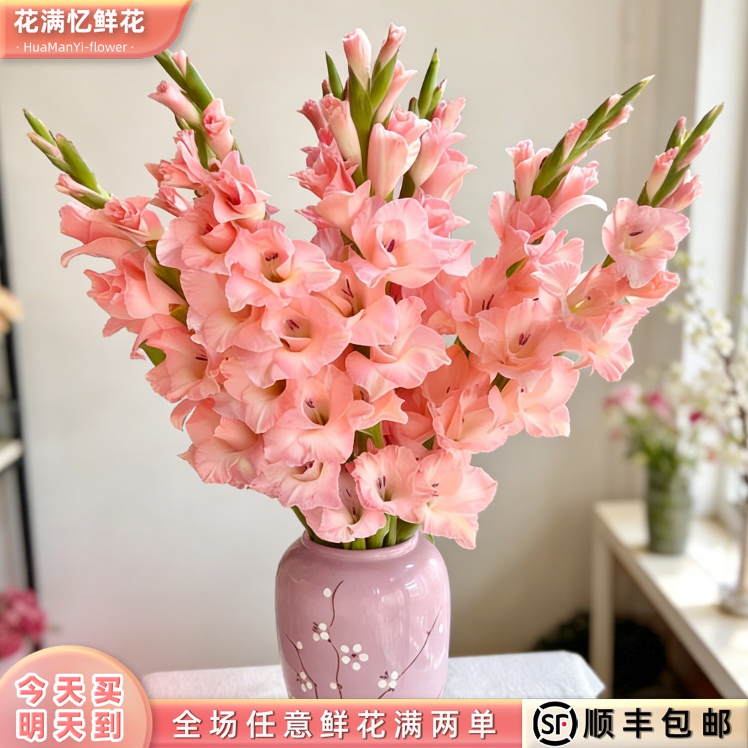 次日达 -【粉色剑兰】5枝粉色剑兰鲜花鲜切花家居批发任意两单顺丰包邮三单送随机花瓶今天拍明天到