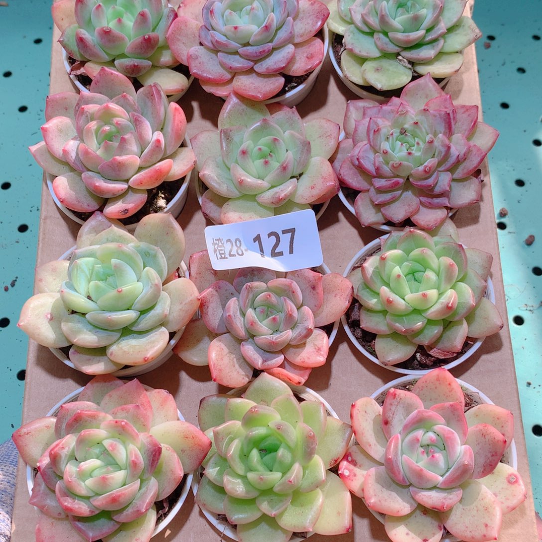 28-127一物一拍多肉带盆18颗