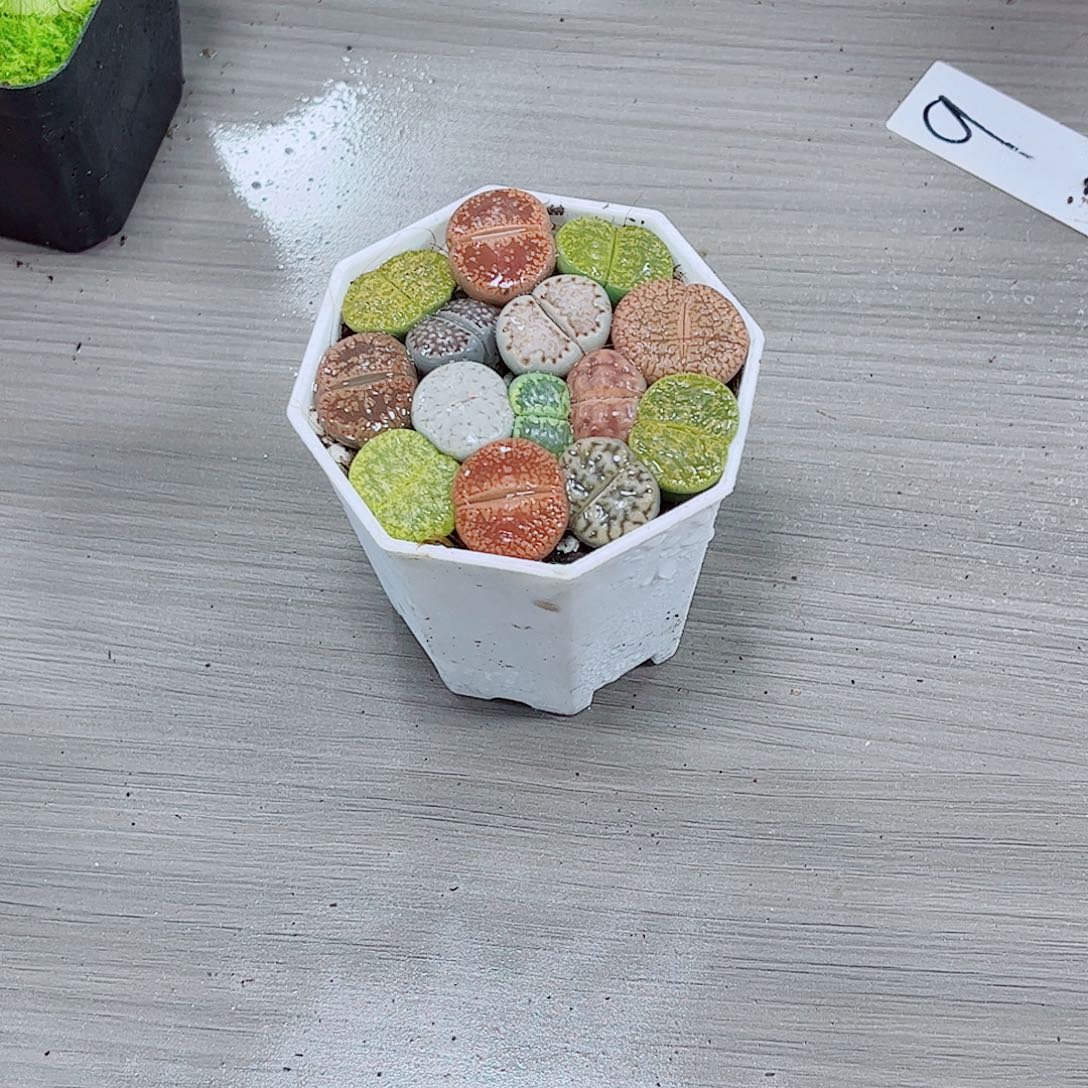 生石花玉露一勿一拍