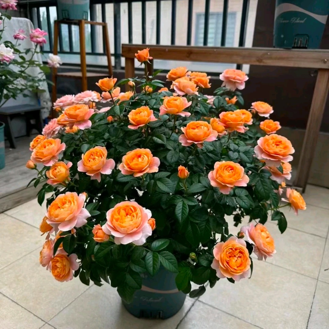 独颗果汁阳台月季花苗盆栽四季开花大花浓香带花苞适合阳台庭院