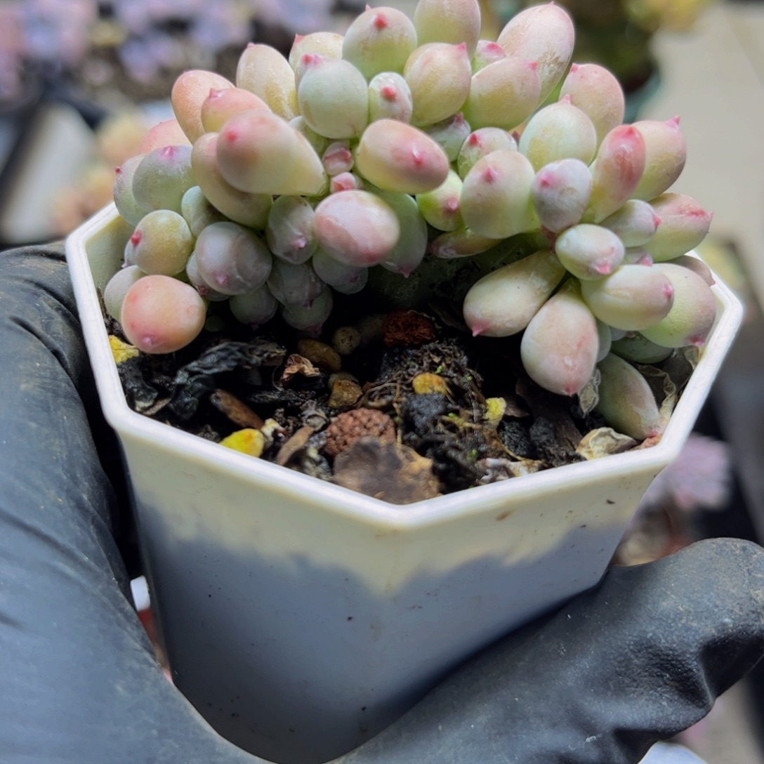 243苹果奶缀化6厘米多肉