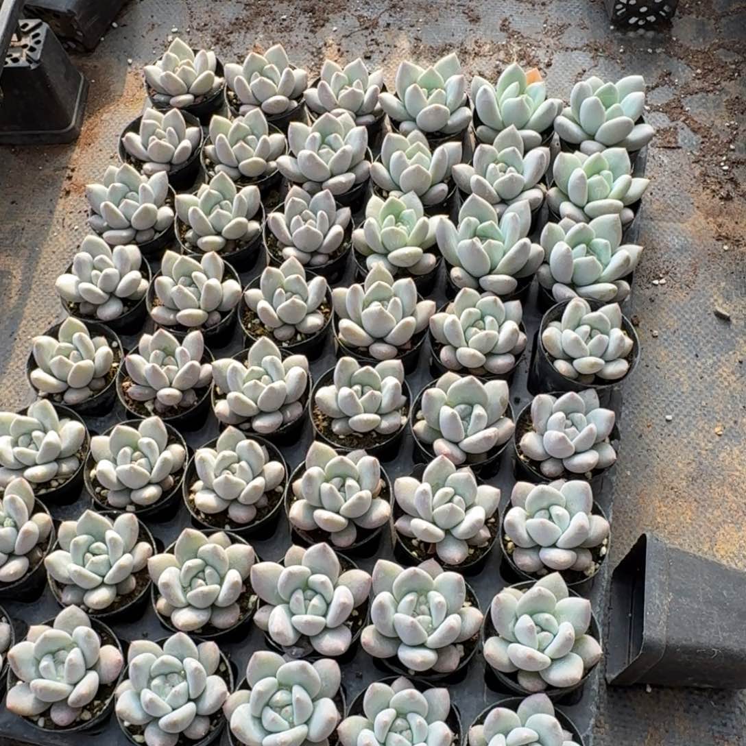 红尖美人一盘量拍25-196