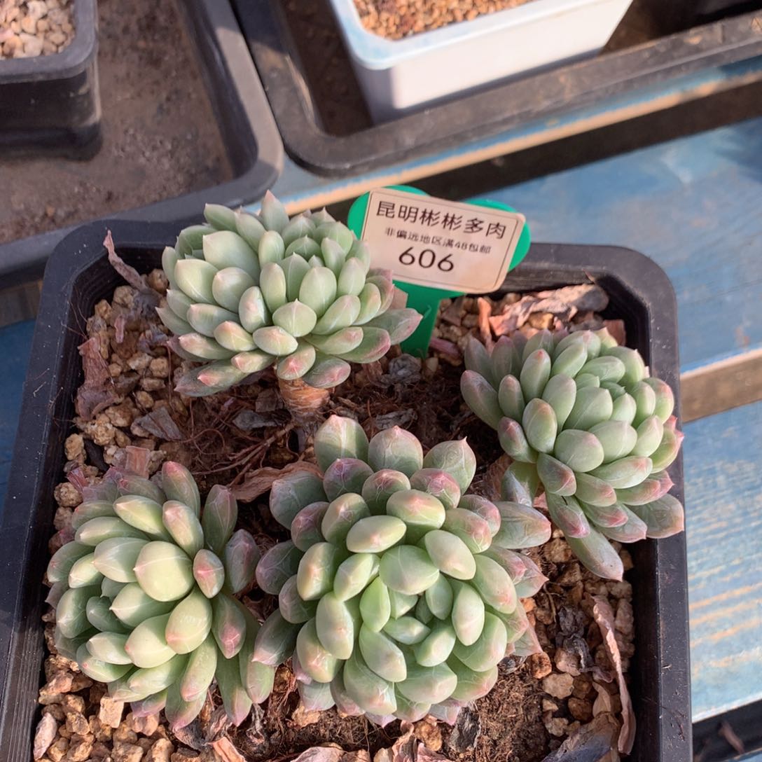 影**源百达翡翠老桩无砍606