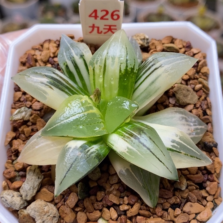 426号红纹寿锦多肉