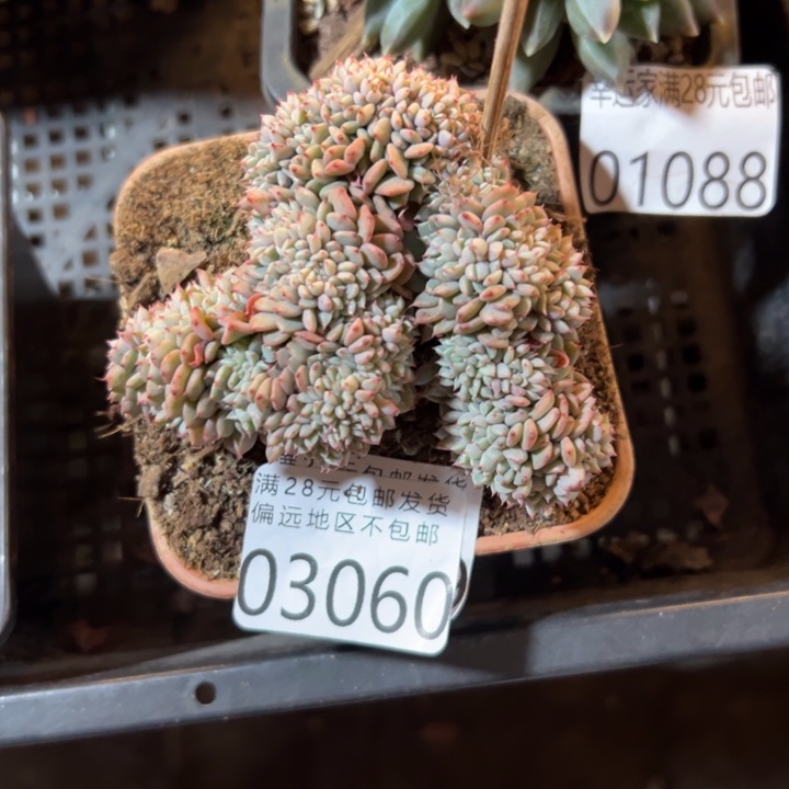 幸运的是你还没遇到