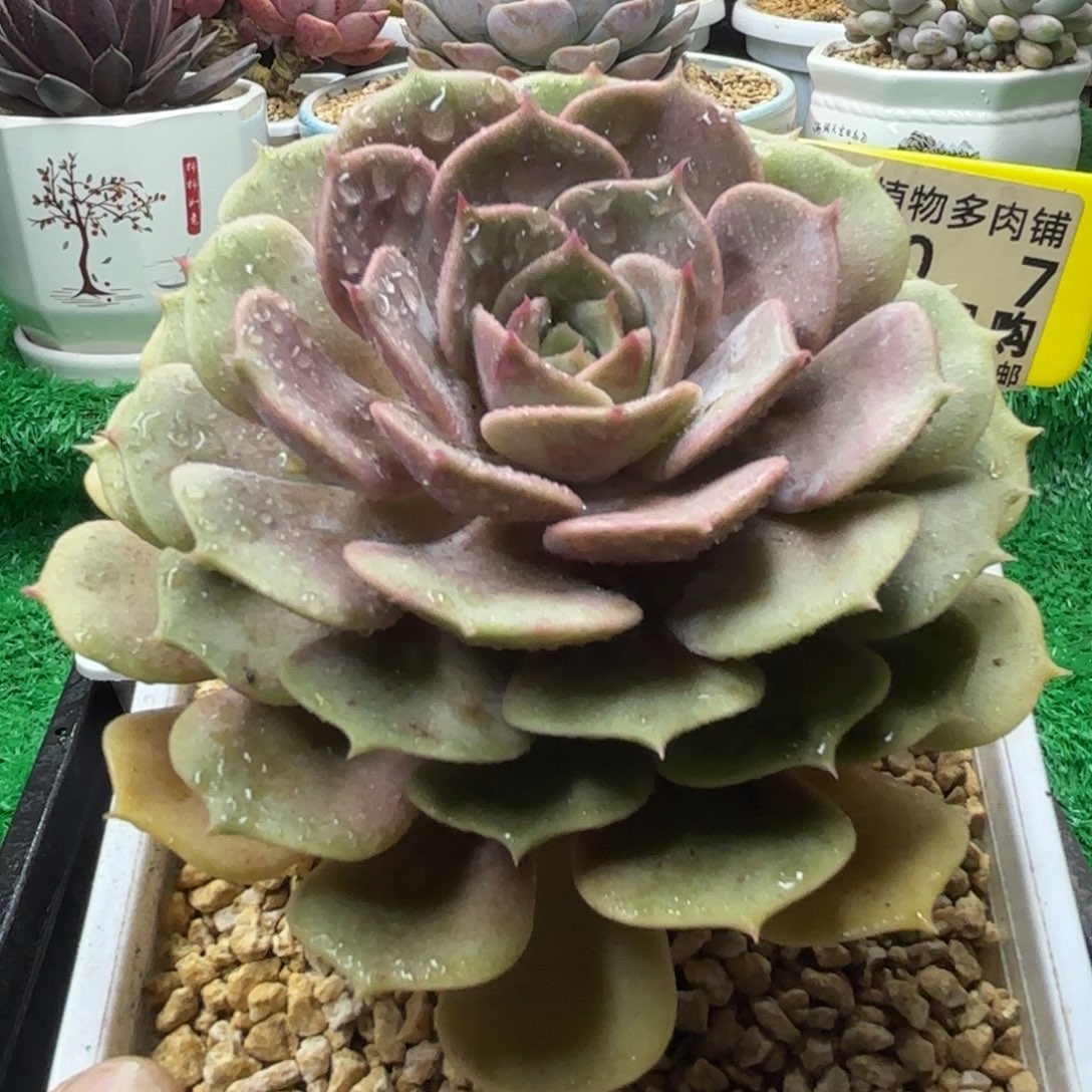 解忧多肉植物编号107