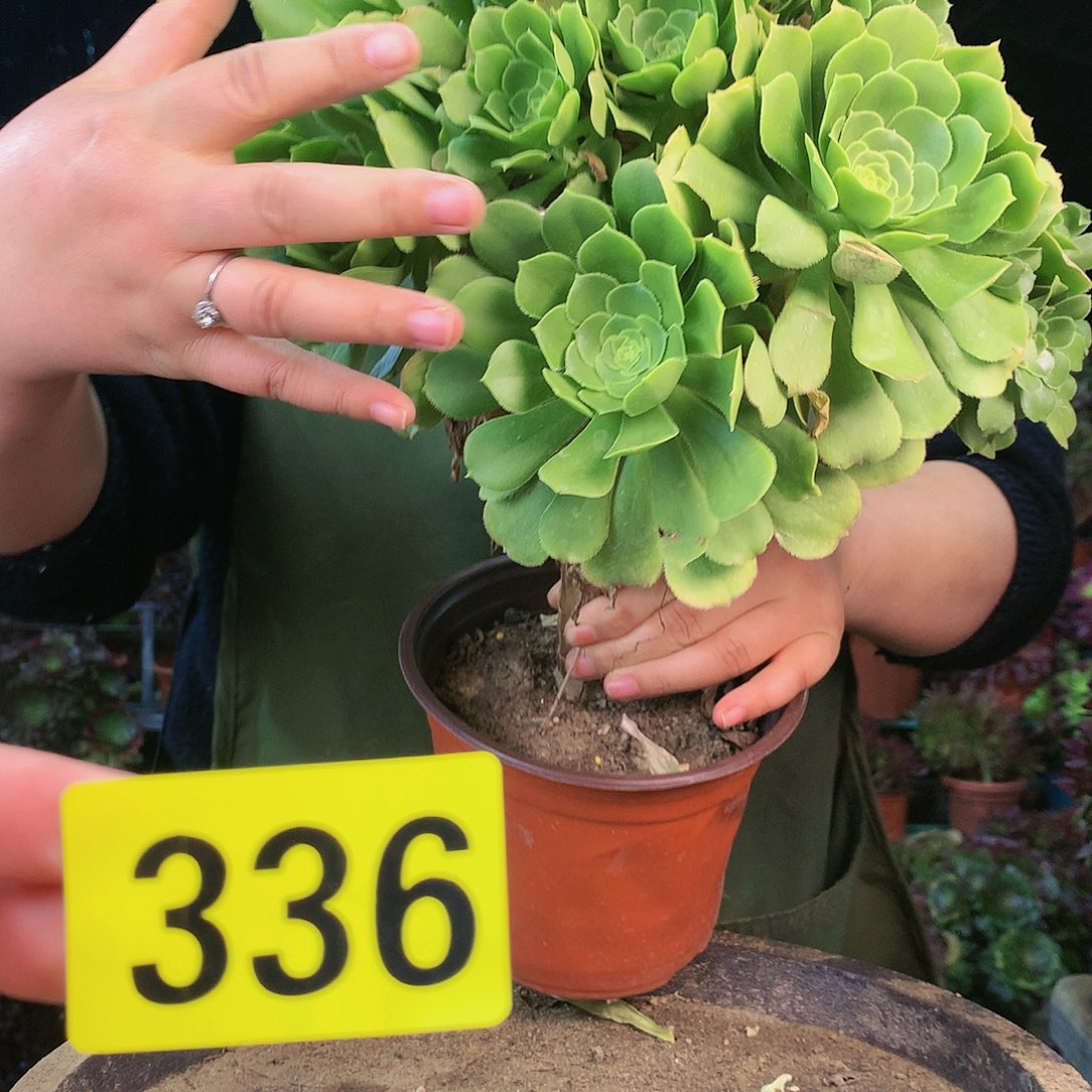 柒哥多肉不包侧断枝336