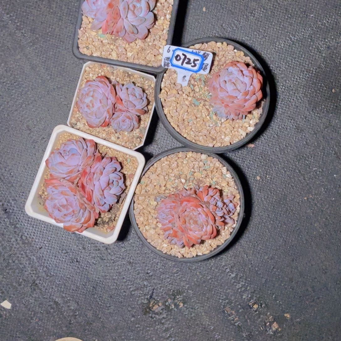 E***T0725五颗一组星影