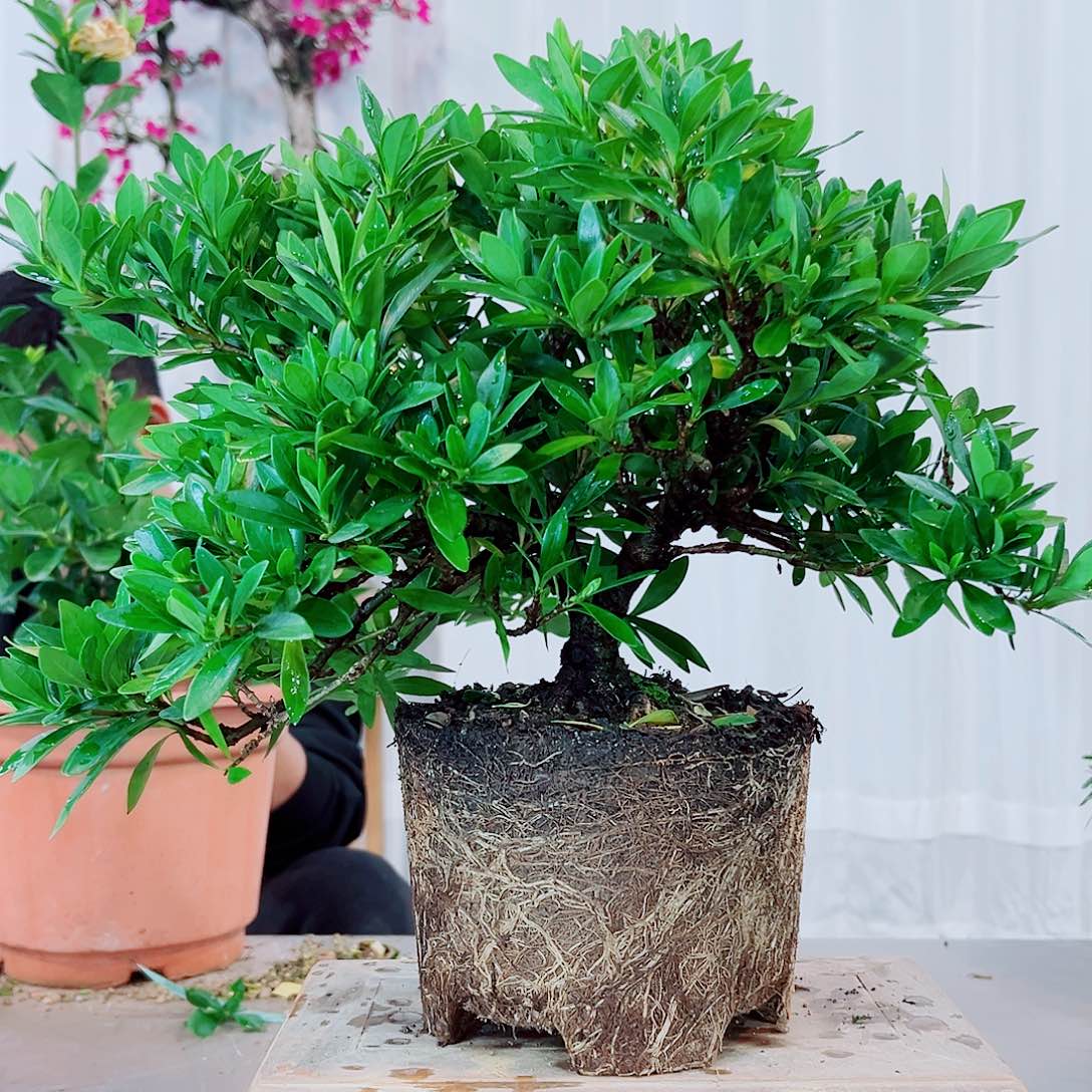 *****风车栀子花花花花