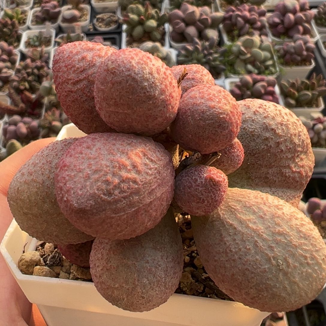 腹部老桩多肉植物水泡