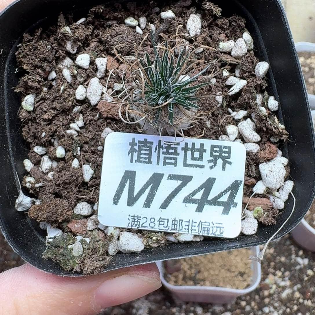 多肉植物的润泽wd