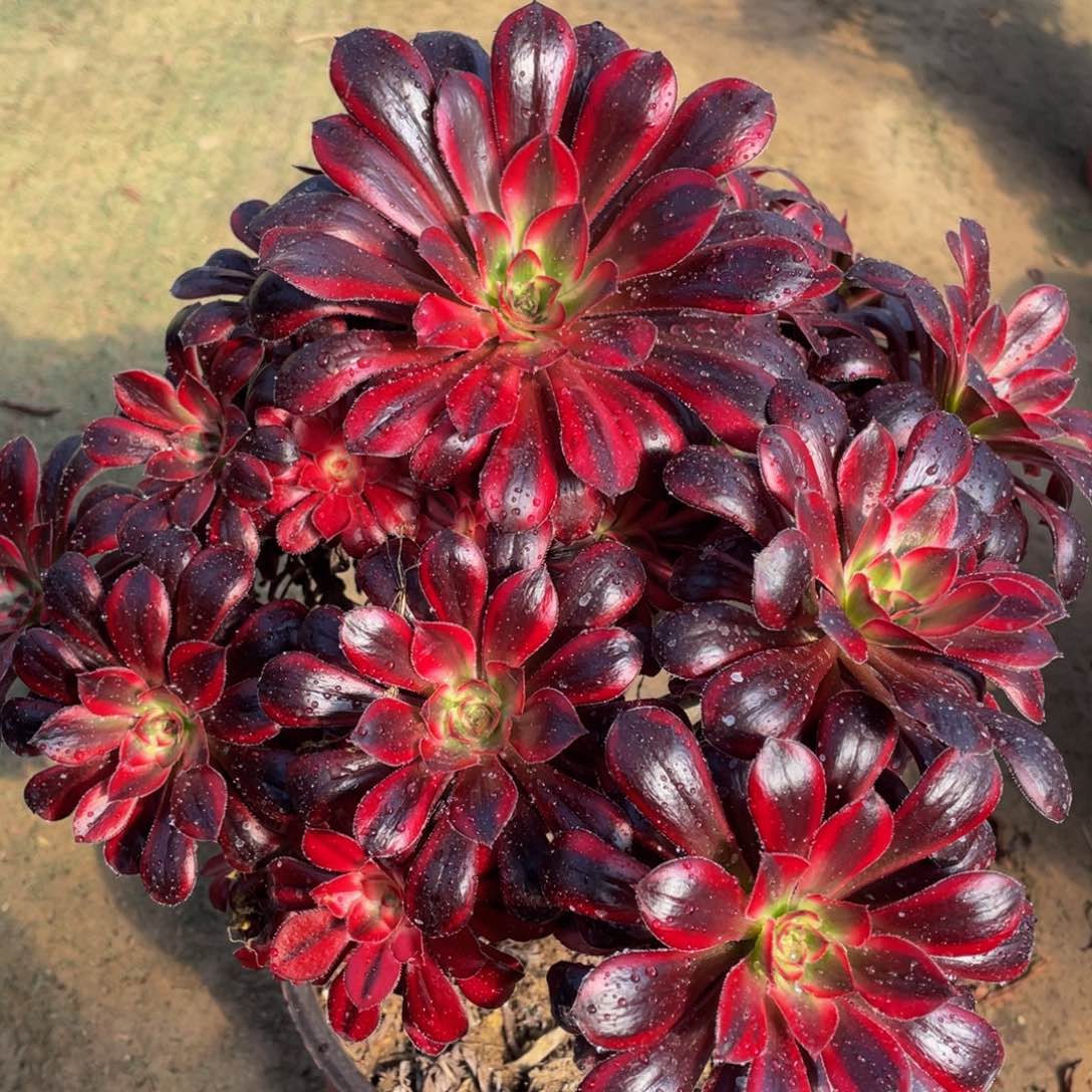 525香奈儿精品法师多肉