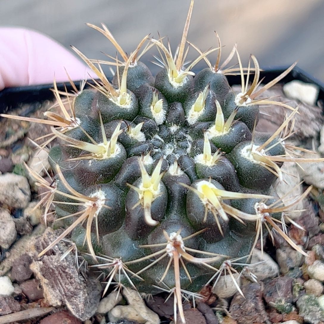 实生 登阳丸仙人球