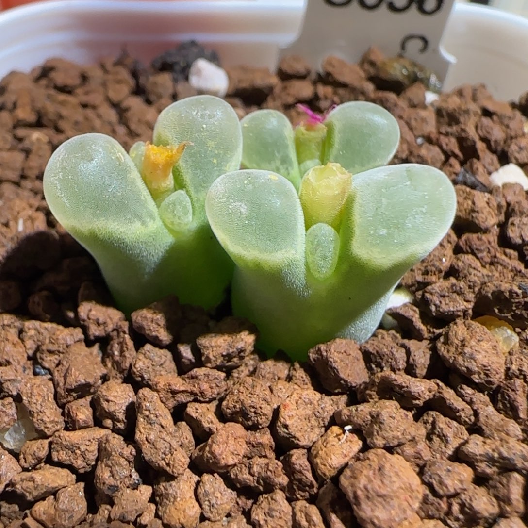 肉锥多肉植物组合-极窗母本1530