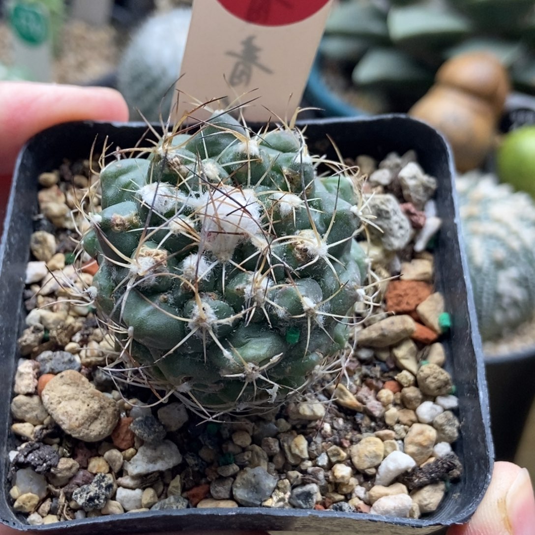 实生有疤刘氏丸娇丽4cm