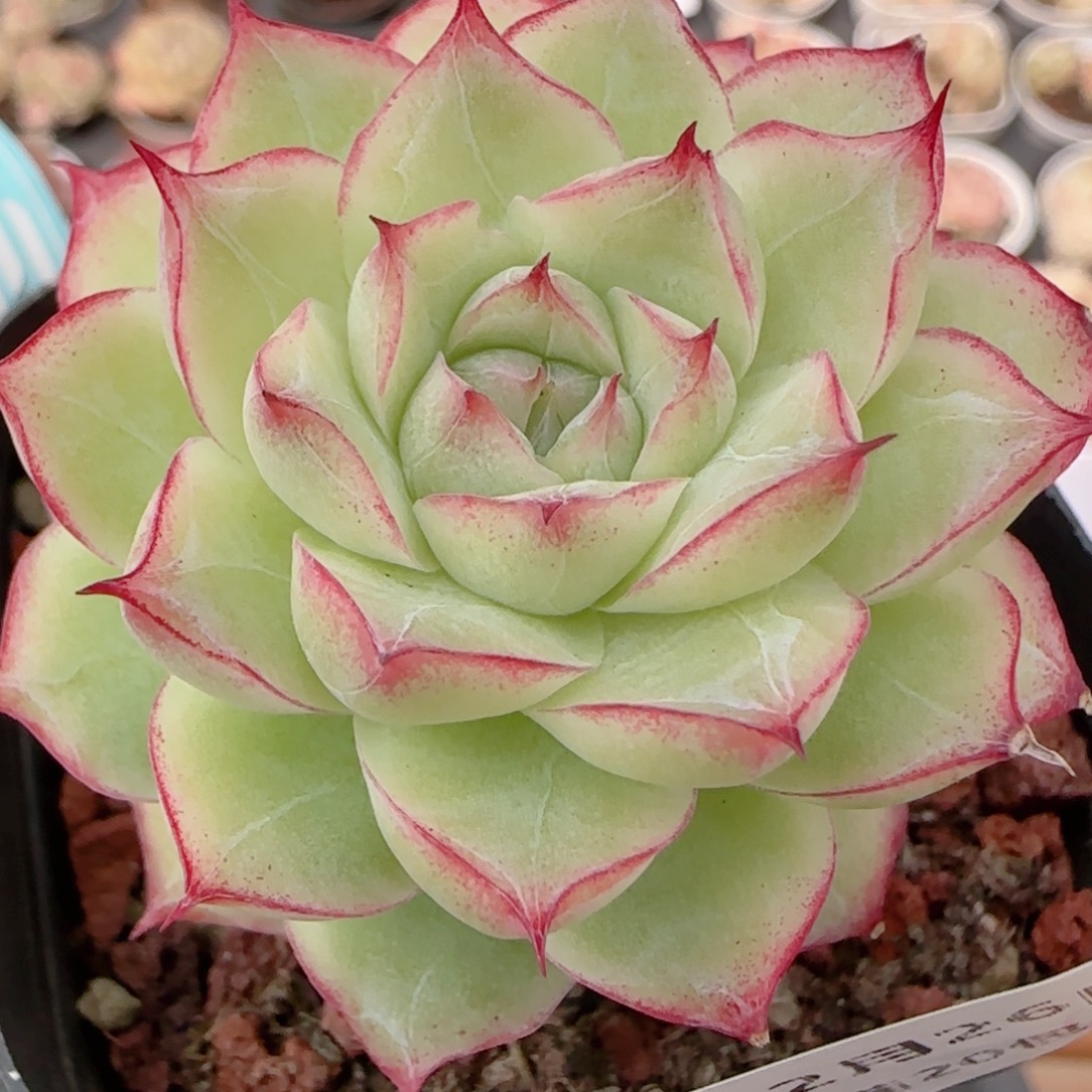 花语多肉1226-226女王