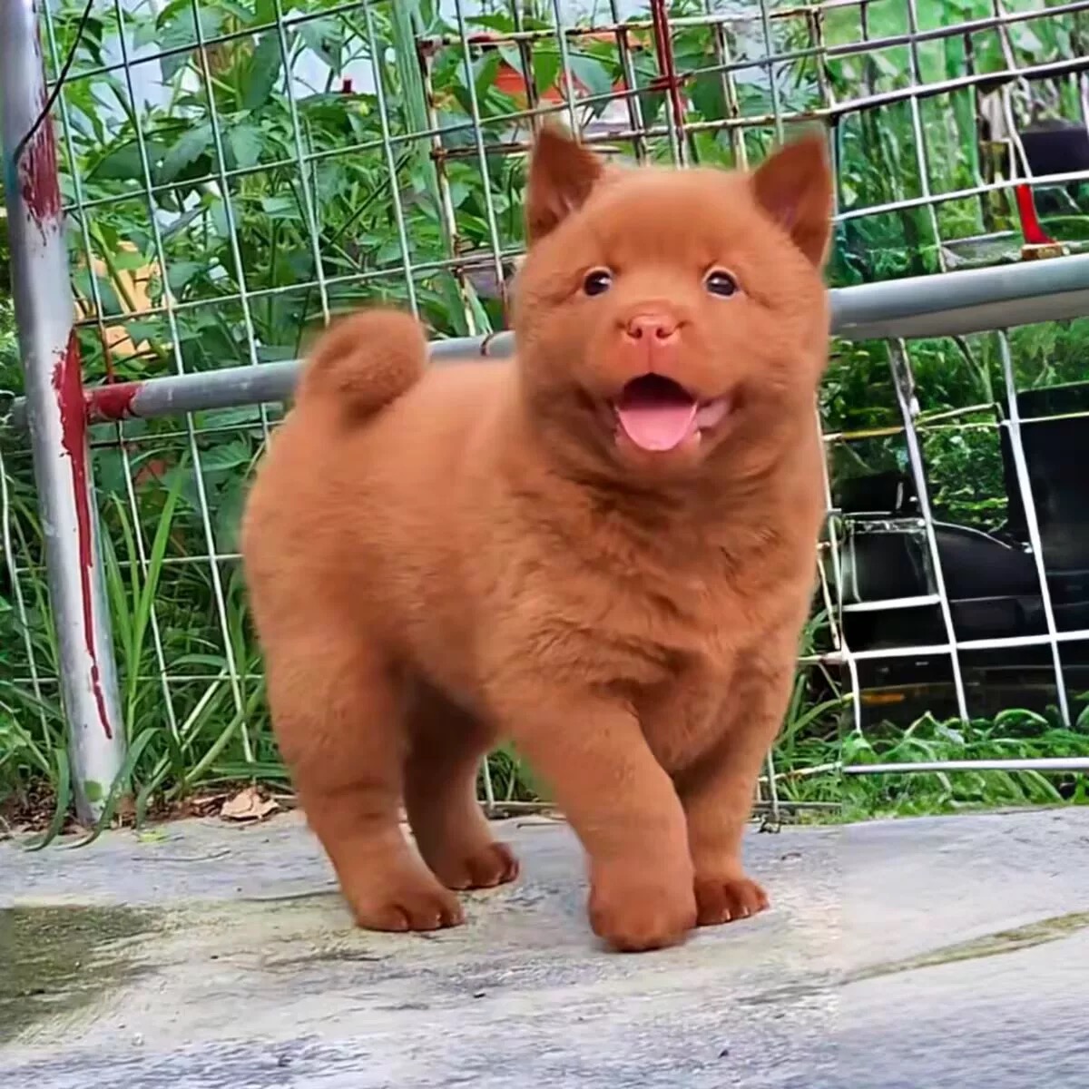 【小梅犬业】五黑犬中华田园犬宠物活体狗狗