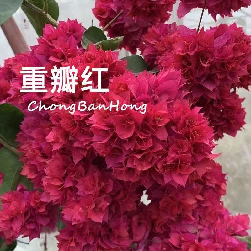 【重瓣红】三角梅w四季阳台可垂丝勤花不带花