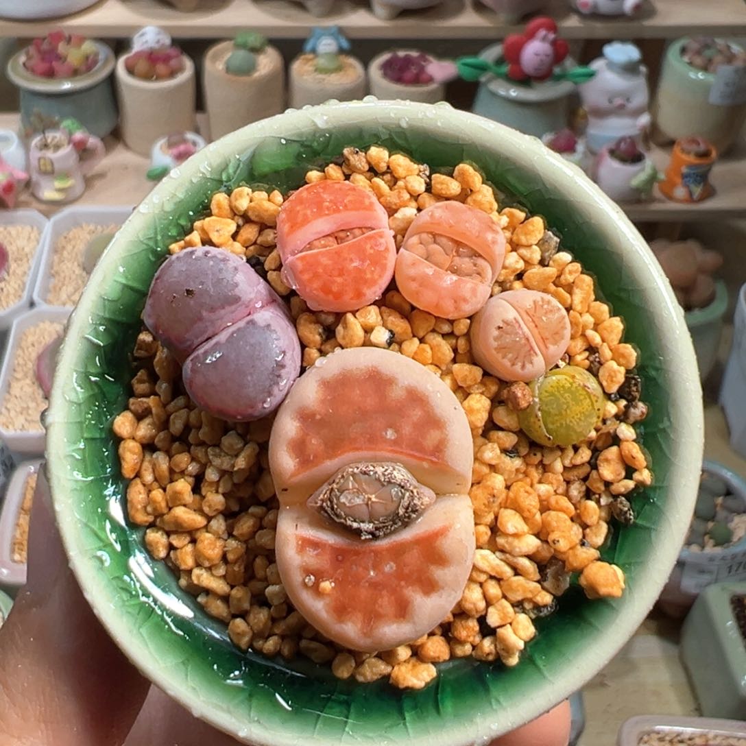 多肉植物205号脚丫子