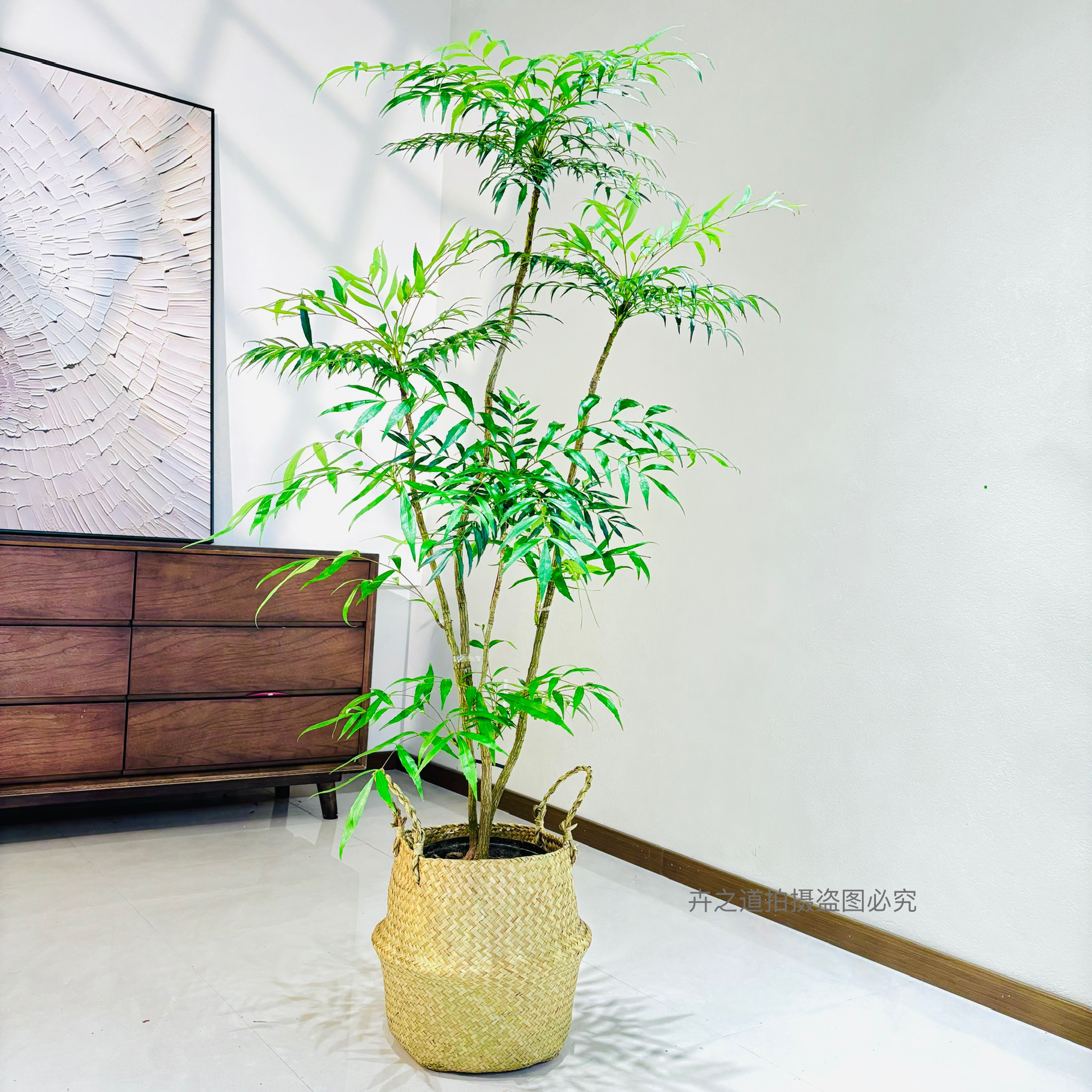 十大功劳黄天竹茶室盆景电视柜盆栽玄关绿植