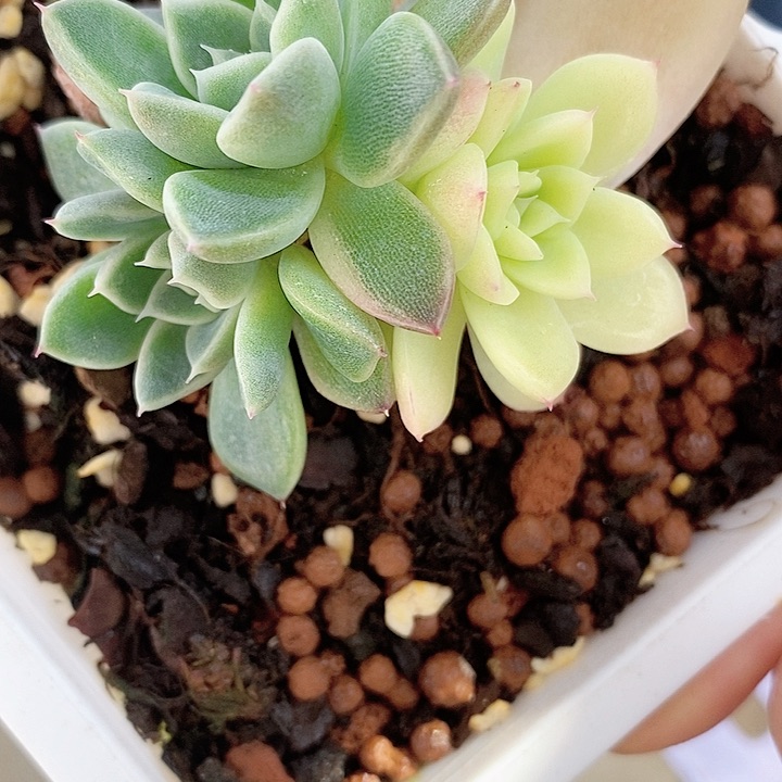 西施锦一物一拍，