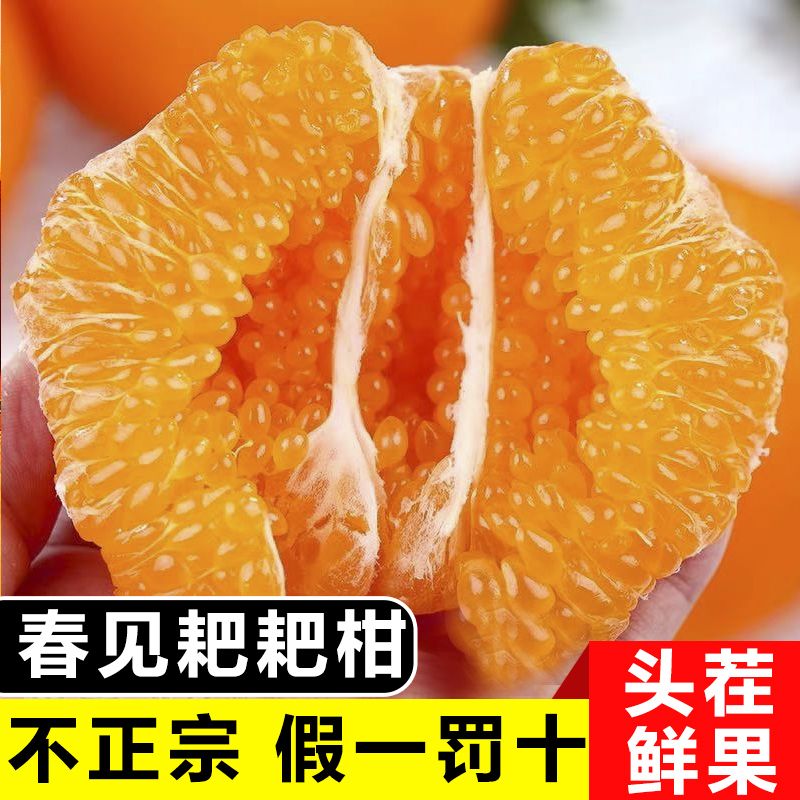 W正宗四川春见耙耙柑香甜多汁当季手剥柑水果包邮孕妈妈水果1.2