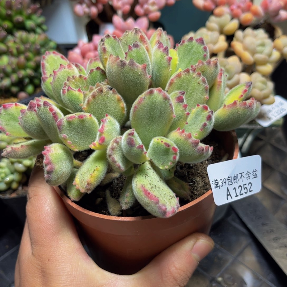 1252小彩熊13厘米（不包整）