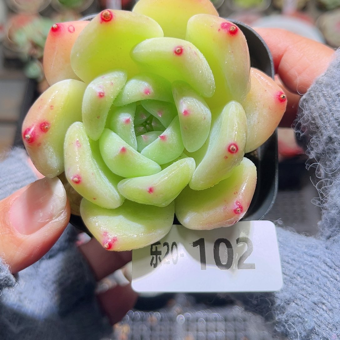 木乐20-102白拉糖