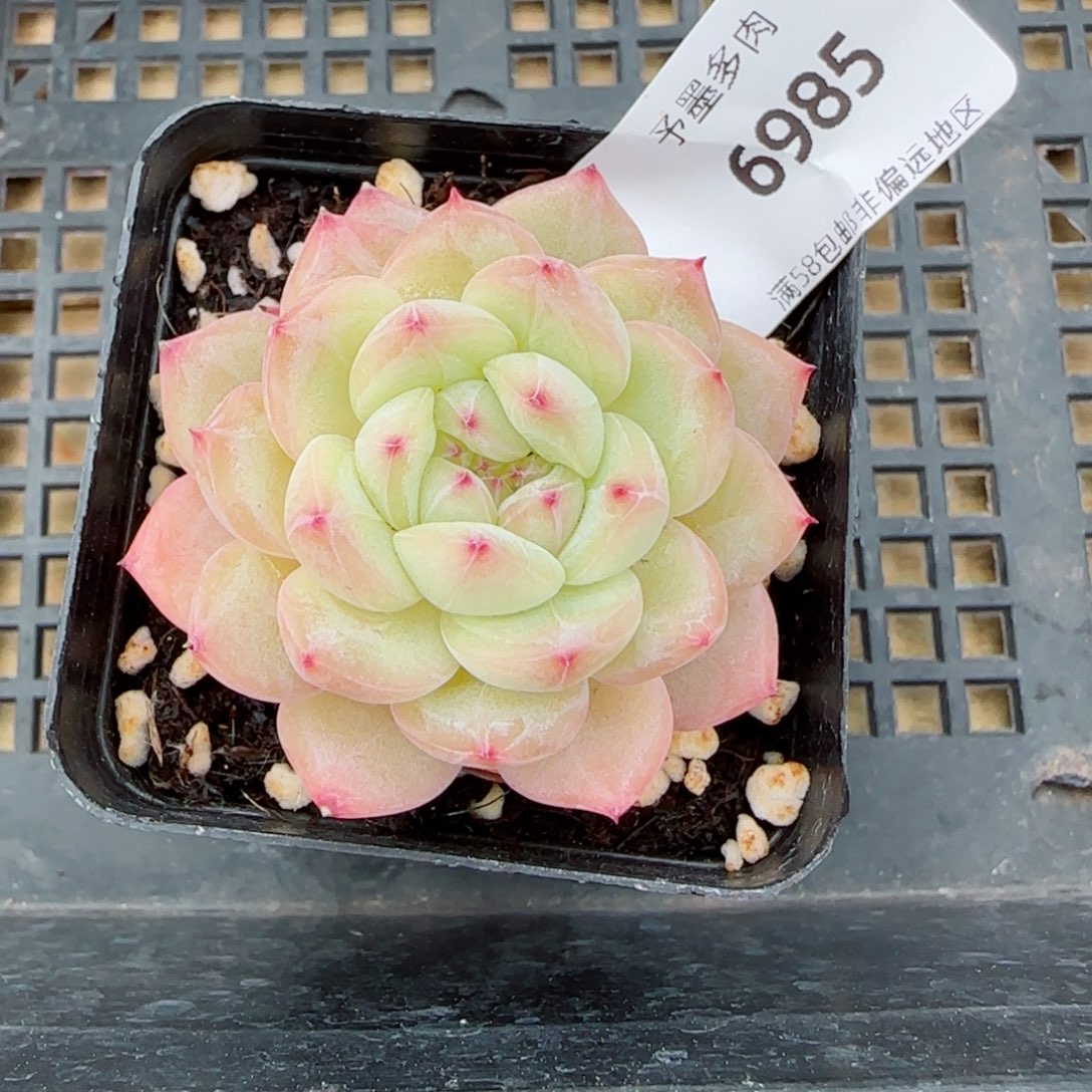 寒绯，6985多肉植物