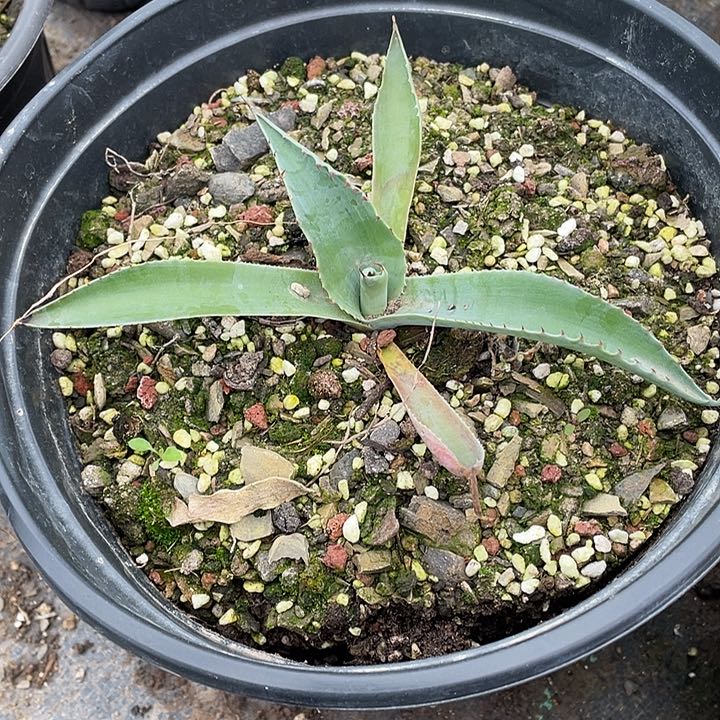 ?*龙舌兰绿色植物