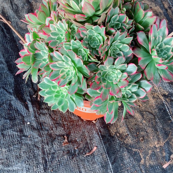 心*多肉植物549对肉