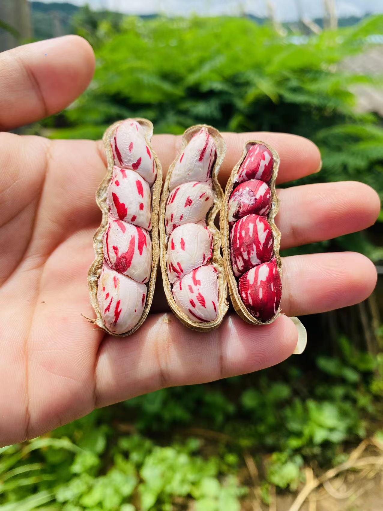 新鲜现挖七彩水果花生3斤