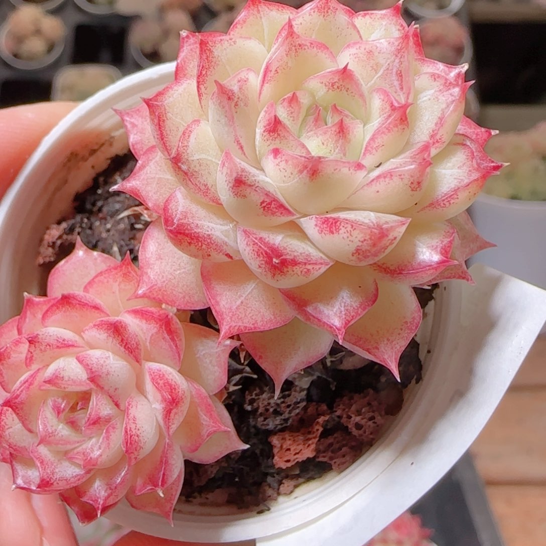 花语多肉1214-80女王散