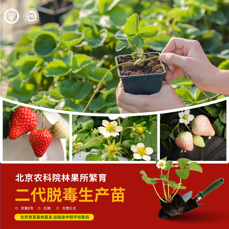 农科院草莓苗水果番茄辣椒苗水果黄瓜长圆茄秋葵苗麒麟瓜苗蔬菜苗